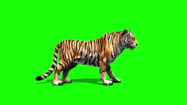 Tiger Big Roar Animals Side Grønn Screen Gjengivende Animasjon – stockvideo