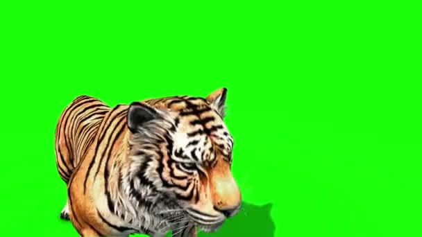 Tigre Rugissement Animaux Écran Vert Rendu Animation — Video