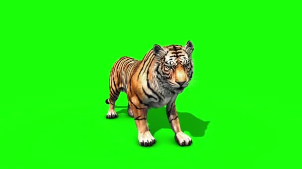 Tiger Big Roar Animals Front Grønn Screen Gjengivende Animasjon – stockvideo