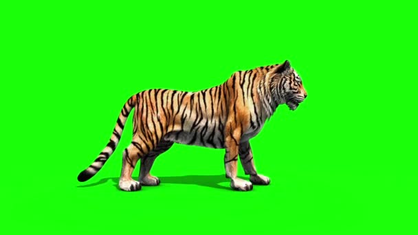 Τίγρης Βρυχηθμός Ζώα Πλευρά Πράσινη Οθόνη Αποτύπωση Animation — Αρχείο Βίντεο