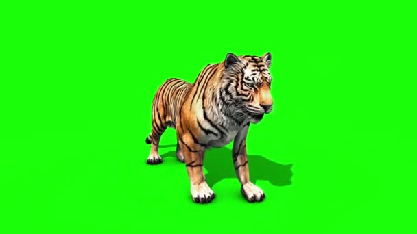 Tiger Brøl Dyr Foran Grønn Skjerm Gjengivende Animasjon – stockvideo