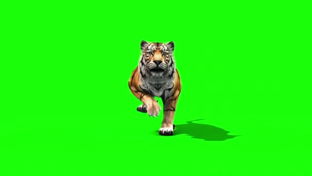 Tiger Kör Djur Loop Front Grön Skärm Rendering Animation Royaltyfri Stockvideo
