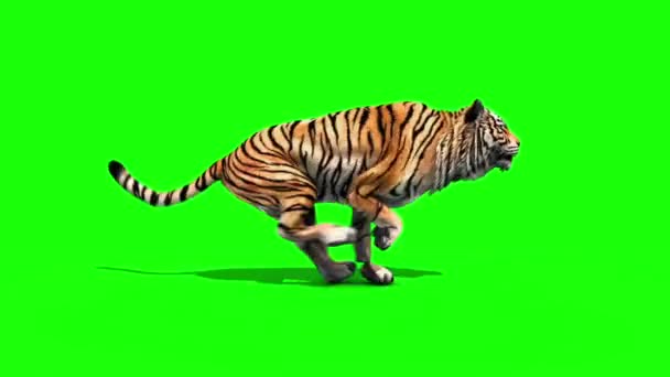 Tiger Run Animals Loop Grønn Skjerm Gjengivende Animasjon – stockvideo