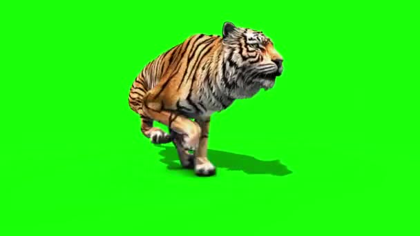 Tiger Run Animals Loop Nærbilde Grønn Skjerm Gjengivende Animasjon videoklipp