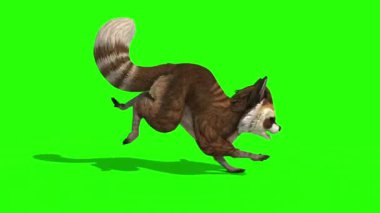 Rakun Hayvanı Döngüsü Taraf Yeşil Ekran 3B Canlandırma