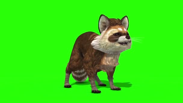 Mapache Animal Pantalla Verde Animación Renderizado — Vídeo de stock