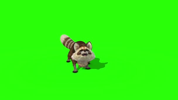 Raccoon Animal Attack Die Grønn Screen Gjengivende Animasjon – stockvideo