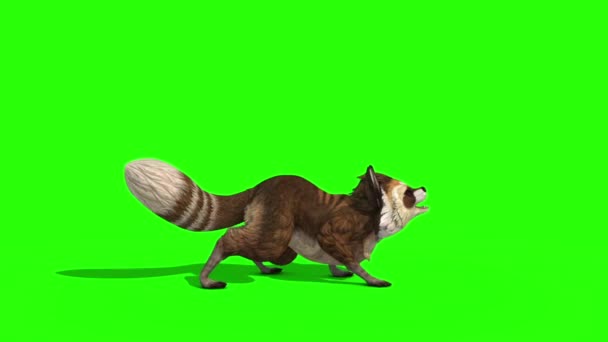 Raccoon Animal Attack Die Side Grön Skärm Rendering Animation — Stockvideo