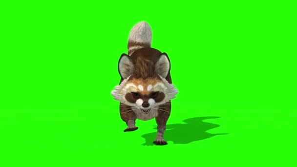 ラクーン動物ランクループフロントグリーンスクリーン3Dレンダリングアニメーション — ストック動画
