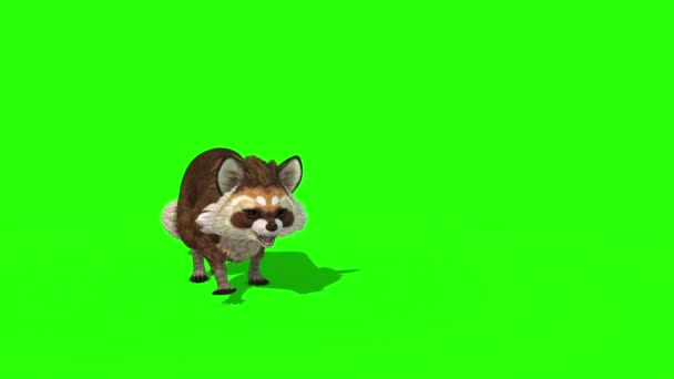 Raccoon Animal Walks Front Grön Skärm Rendering Animation — Stockvideo