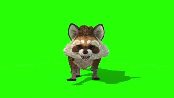 Петля Петли Цикла Животных Енота Front Green Screen Rendering Animation — стоковое видео