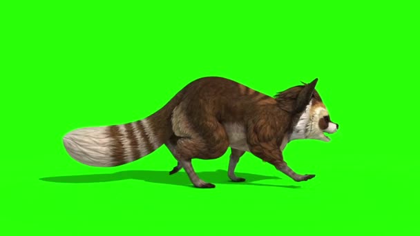 Raccoon Animal Walkcycle Loop Side Green Screen Rendering Animation — Stok Video