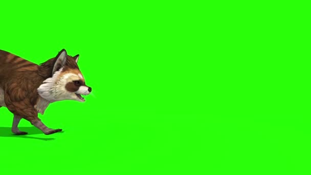 Raccoon Animal Walks Side Grønn Screen Gjengivende Animasjon – stockvideo