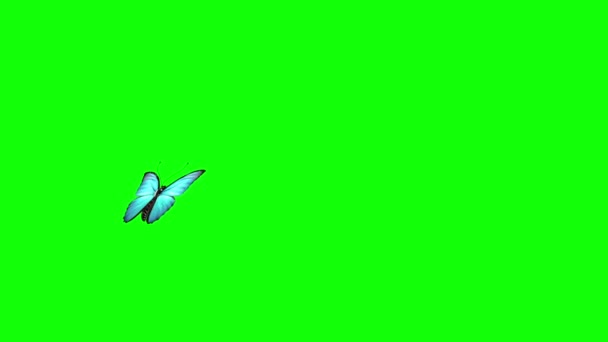 Blu Fjäril Flugor Grön Skärm Rendering Animation — Stockvideo