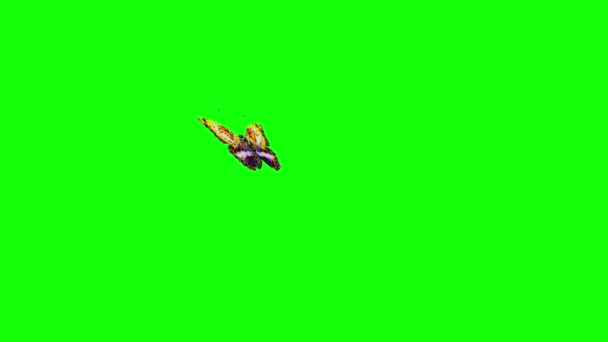 Meerkleurige Vlinder Vliegt Groen Scherm Weergave Animatie — Stockvideo