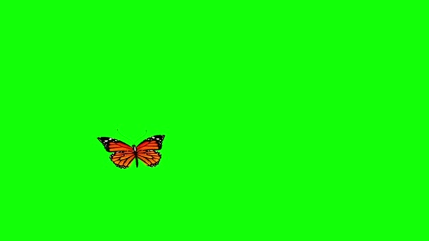 Oranssi Perhonen Lentää Vihreä Näyttö Tekee Animaatio — kuvapankkivideo