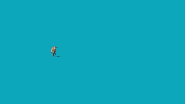 Austroraptor는 스크린 렌더링 애니메이션 4K를 로열티 프리 스톡 푸티지