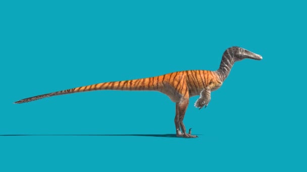 Austroraptor Idle Blue Screen Loop Dinosaures Animation Rendu — Video