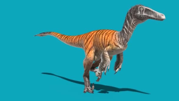 Austroraptor Walkcycle Blue Screen Loop Dinosaures Animation Rendu — Video