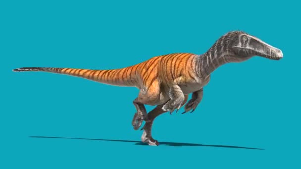 Austroraptor Runcycle Blue Screen Loop Dinosaurier Rendering Animation Royaltyfri Stockfilm