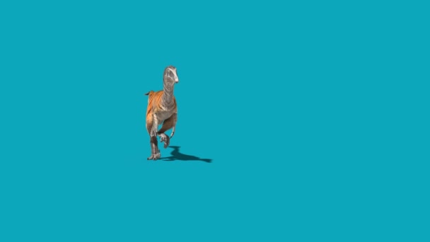 Austroraptor Marche Écran Bleu Avant Dinosaures Rendu Animation — Video