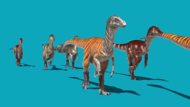 Группа Австрорапторов Гуляет Голубым Экраном Передних Динозавров Рендеринг Анимации — стоковое видео