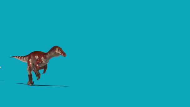 Groupe Austrorapteurs Exécute Écran Bleu Côté Dinosaures Rendu Animation — Video