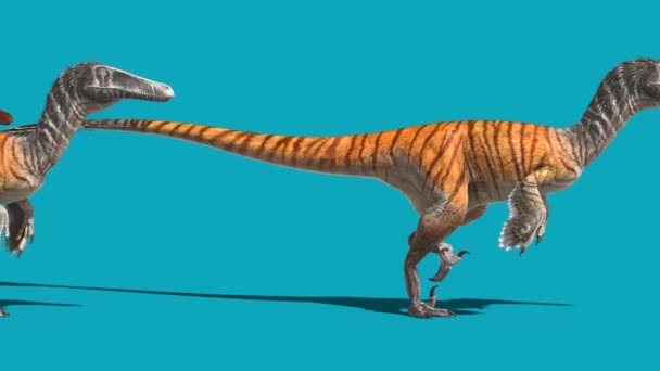Ryhmä Austroraptors Kävelee Blue Screen Side Dinosaurs Rendering Animaatio — kuvapankkivideo