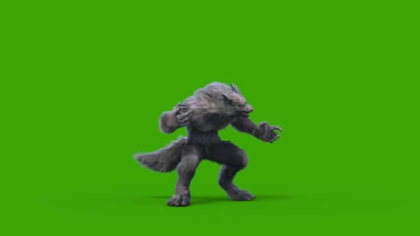 Werewolf Dark Fur Green Screen Atacuri Bucla Frontală Rendering Animation — Videoclip de stoc
