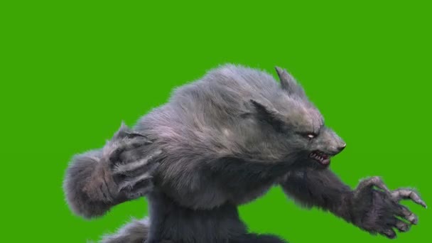 Angry Werewolf Dark Fur Green Screen Атакует Front Loop Rendering — стоковое видео