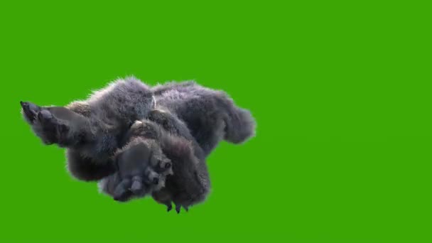 Werewolf Dark Fur Green Screen Rulează Înapoi Rendering Animation Halloween — Videoclip de stoc