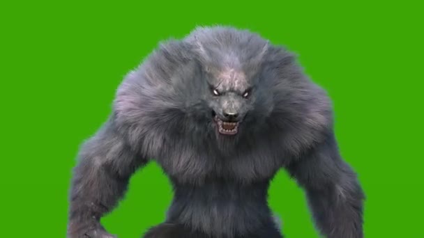 Angry Wwolf Темний Хутро Зелений Екран Прогулянковий Цикл Рендеринг Анімація — стокове відео