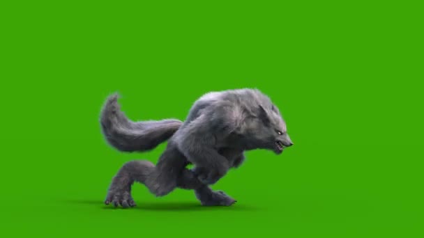 Werwolf Dark Fur Green Screen Runcycle Side Loop Rendering Animation — Stockvideo