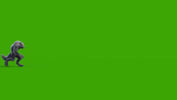 Ihmissusi Tumma Turkis Vihreä Näyttö Kävelee Puolella Tekee Animaatio Kauhu — kuvapankkivideo