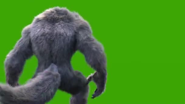 Kurtadam Koyu Kürklü Yeşil Ekran Boyutlu Yürüyerek Korku Animasyonu Yapıyor — Stok video