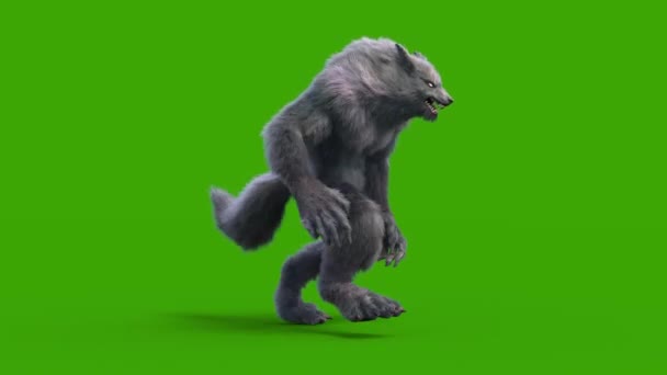 Werewolf Dark Fur Green Screen Walkcycle Side Loop Rendering Animation — Stock Video