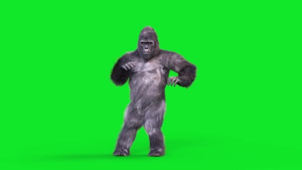 Gorila Pantalla Verde Baila Las Animaciones Realistas Piel Rumba Que — Vídeos de Stock