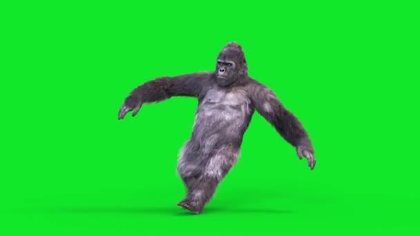 Grön Skärm Gorilla Dansar Breakdance Uprock Realistisk Fur Animationer Rendering — Stockvideo