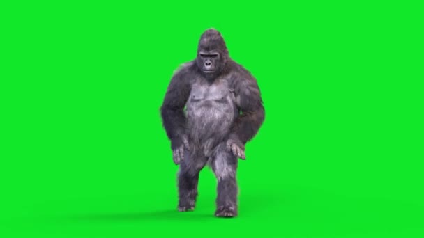 Grønn Skjerm Gorilla Dances Hip Hop Realtic Fur Animasjoner Rendering – stockvideo
