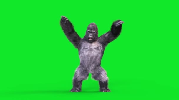 Grønn Skjerm Gorilla Dances Hip Hop Dancing Realistisk Fur Animasjoner – stockvideo