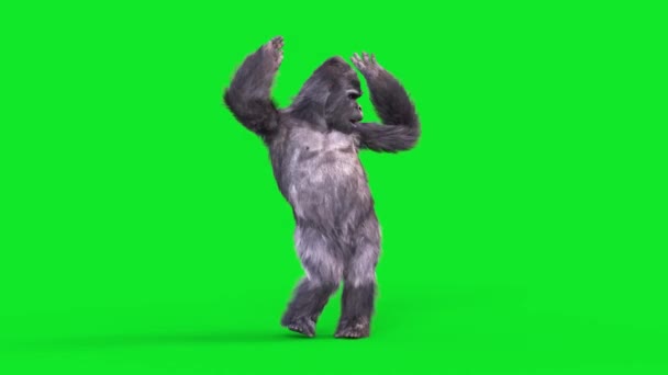 Grønn Skjerm Gorilla Dances Arms Hip Hop Realtic Fur Animasjoner stockvideo