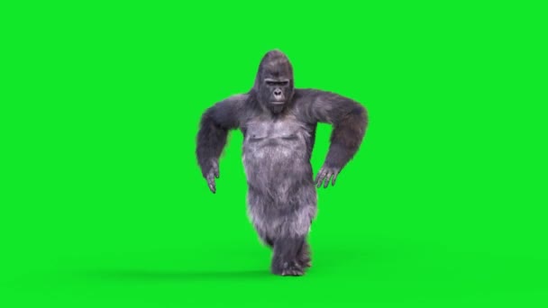 Green Screen Gorilla Dances Salsa Dancing Realistic Fur Animations Rendering — Stock Video