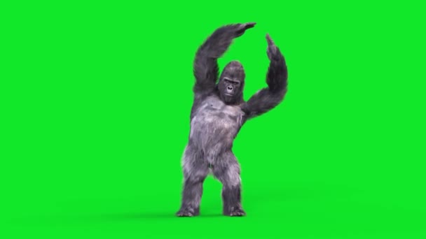 Gorila Pantalla Verde Baila Ymca Dance Realistic Fur Animations Renderizado — Vídeos de Stock