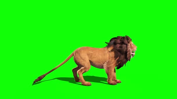 Lion Roars Side Loop Animering Rendering — Stockvideo