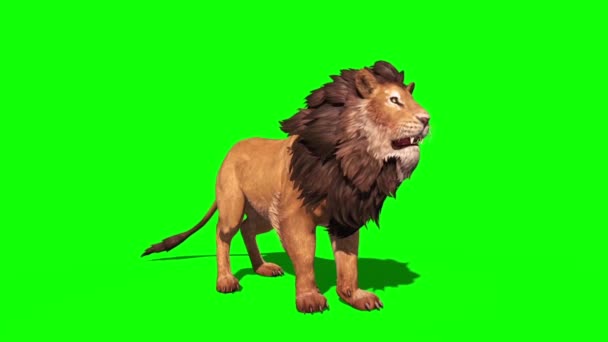 Lion Roars Perspective Loop Animation Rendering — Stock Video