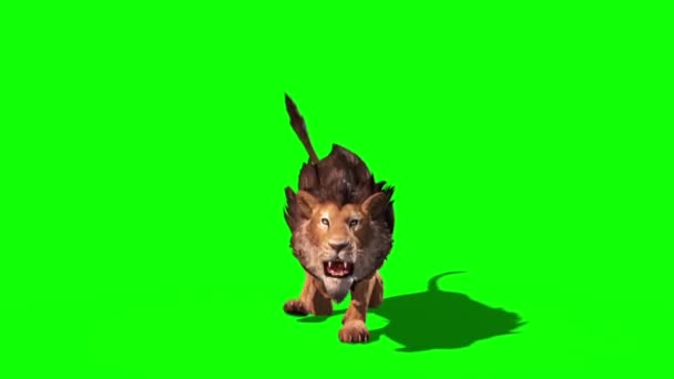 Lion Runs Front Loop Animation Αποτύπωση — Αρχείο Βίντεο