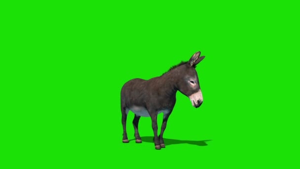Donkey Animal Kick Green Screen Front Loop Rendering Animation — Stock Video