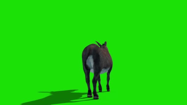 Donkey Animal Kick Grön Skärm Tillbaka Loop Rendering Animation — Stockvideo