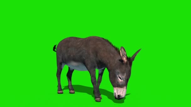 Esel Tier Frisst Green Screen Front Loop Rendering Animation lizenzfreies Stockvideo