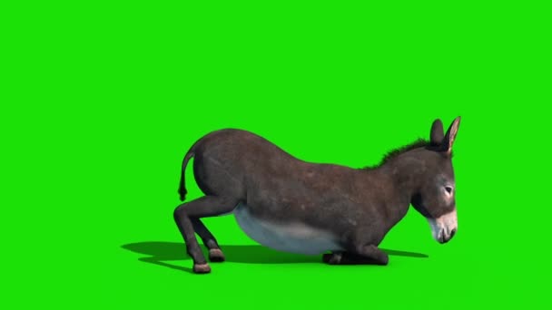 Donkey Animal Sleeps Grön Skärm Side Loop Rendering Animation Stockfilm